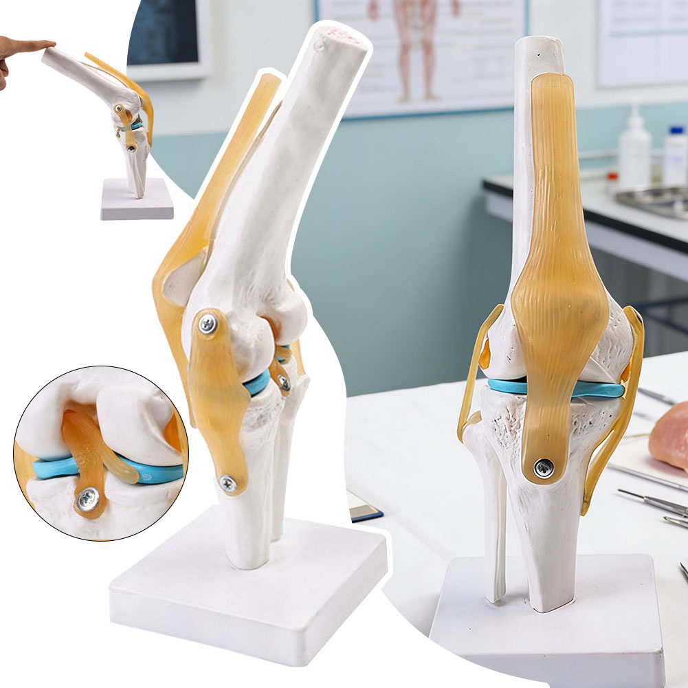 Anatomical Medical-Knee Joint  - Science Hobbyist recension och pris