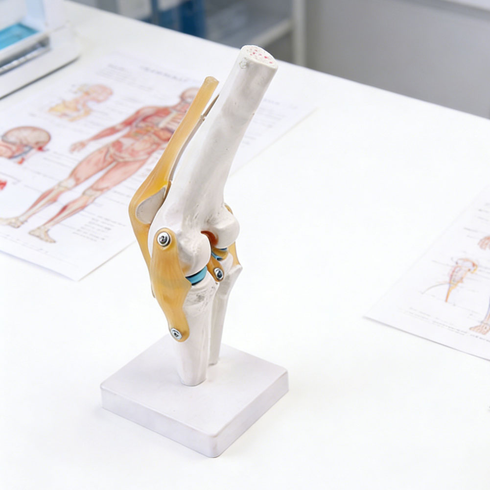 Anatomical Medical-Knee Joint  - Science Hobbyist recension och pris