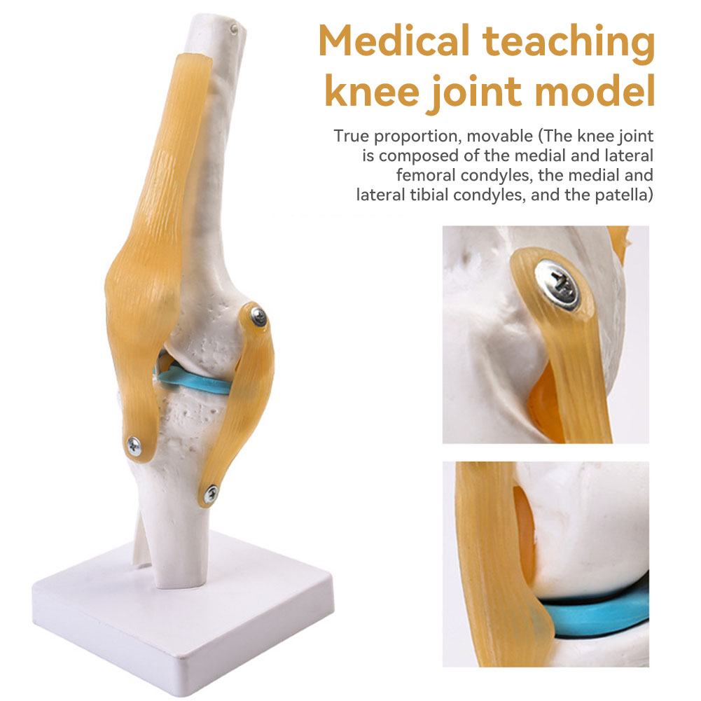 Anatomical Medical-Knee Joint  - Science Hobbyist recension och pris